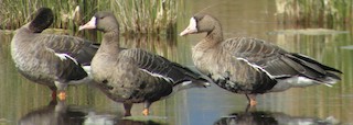 Greater White-fronted Goose, ML254645991
