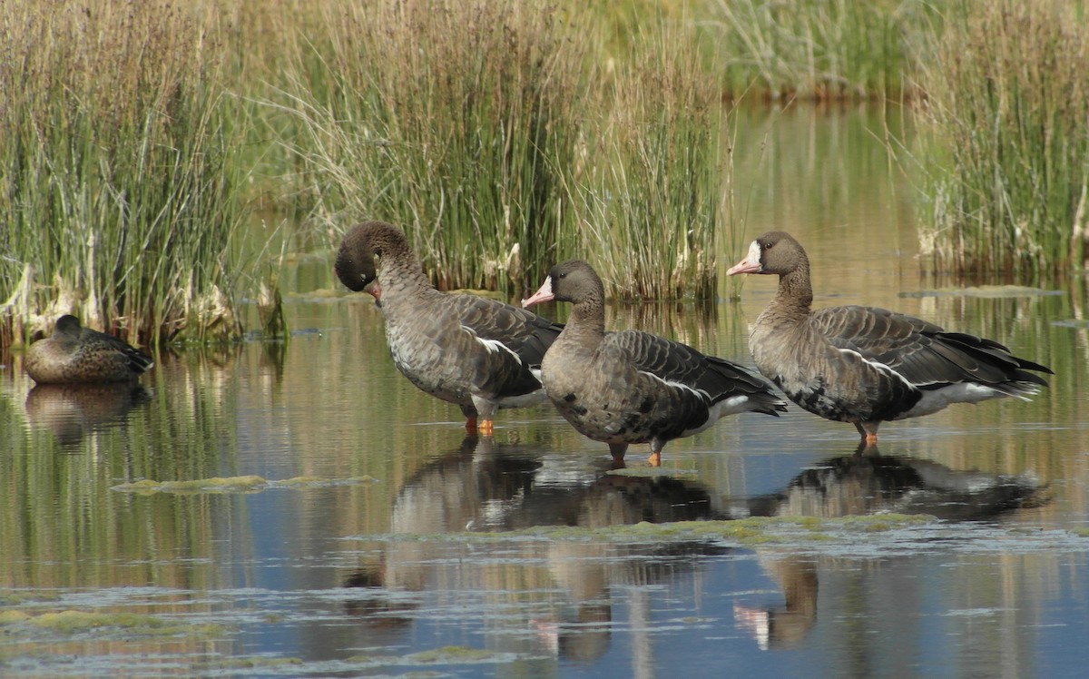 Greater White-fronted Goose - T A