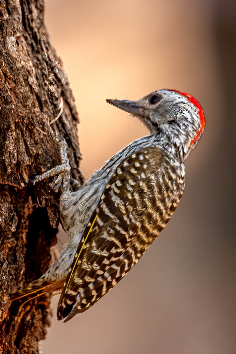 Cardinal Woodpecker - Uday Agashe