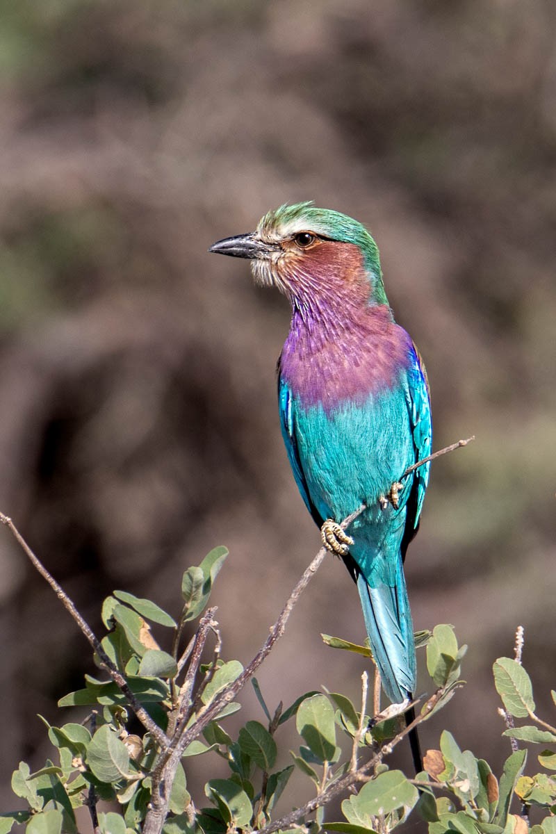 Lilac-breasted Roller - Uday Agashe