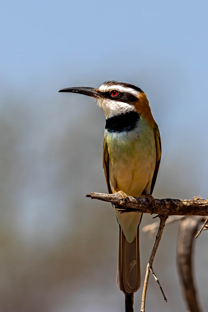 White-throated Bee-eater - ML254647841