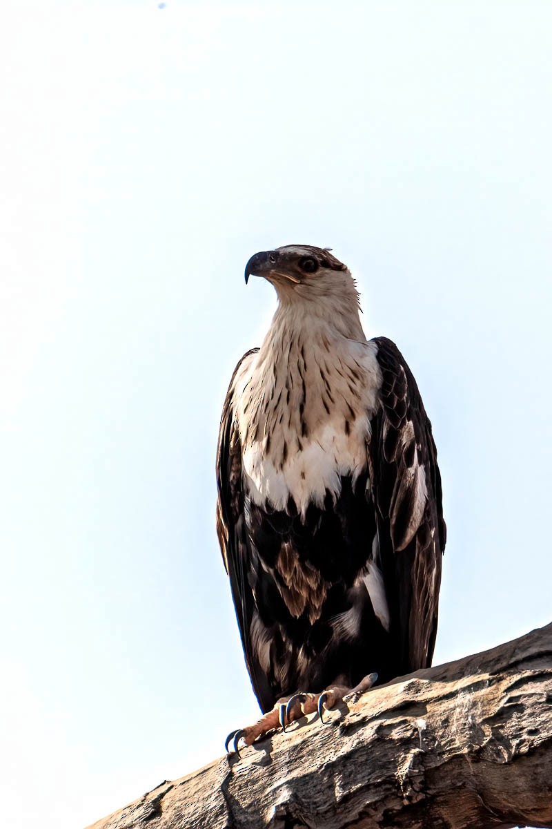 African Fish-Eagle - ML254647921
