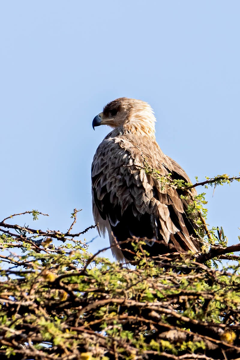 Tawny Eagle - Uday Agashe