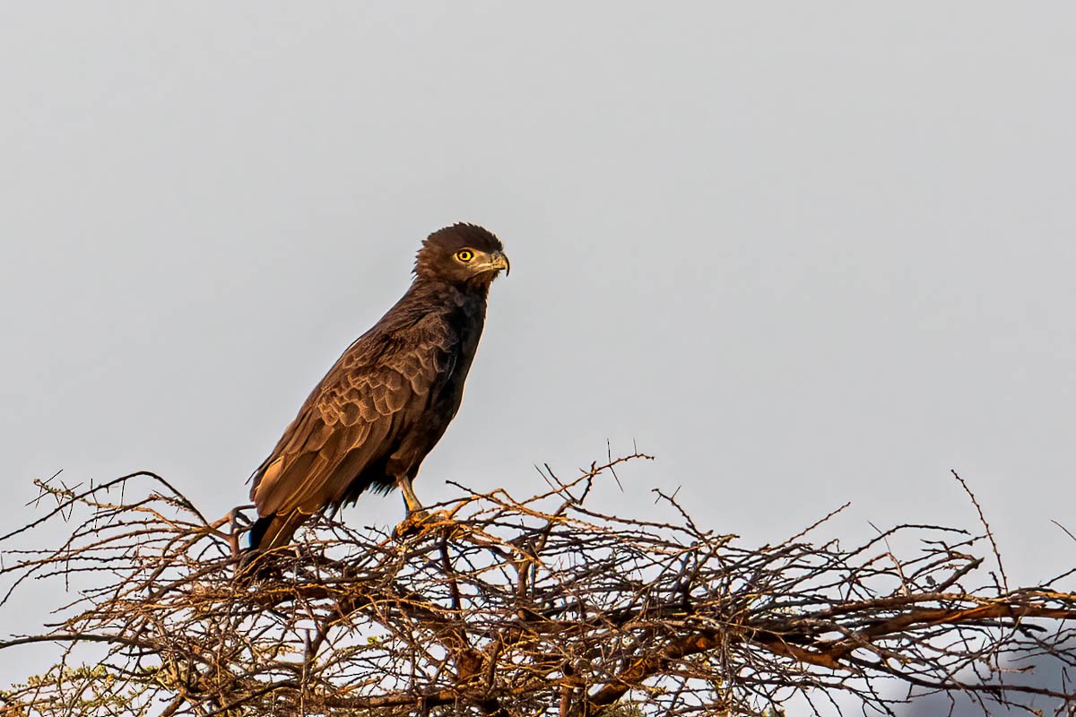 Brown Snake-Eagle - Uday Agashe