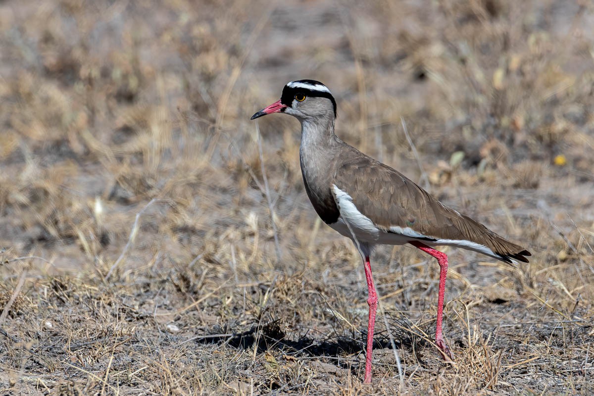 Crowned Lapwing - ML254648051
