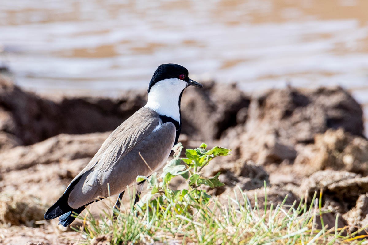 Spur-winged Lapwing - ML254648071