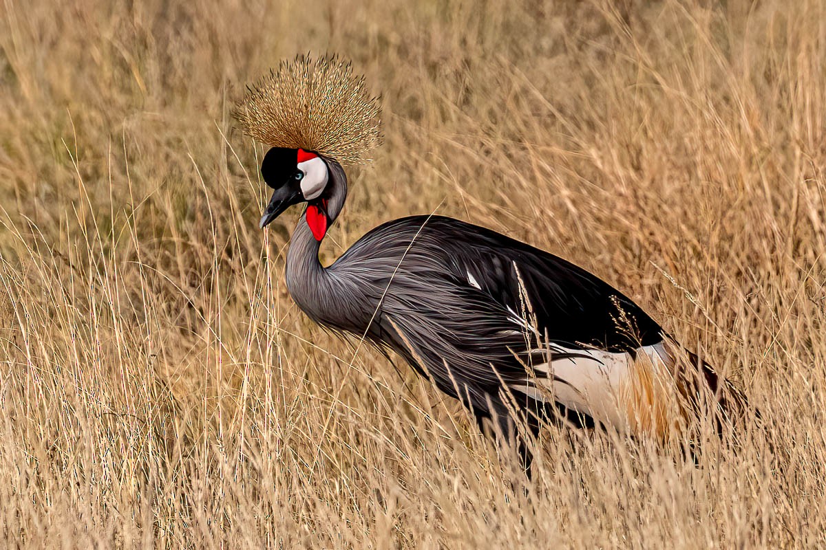 Gray Crowned-Crane - Uday Agashe