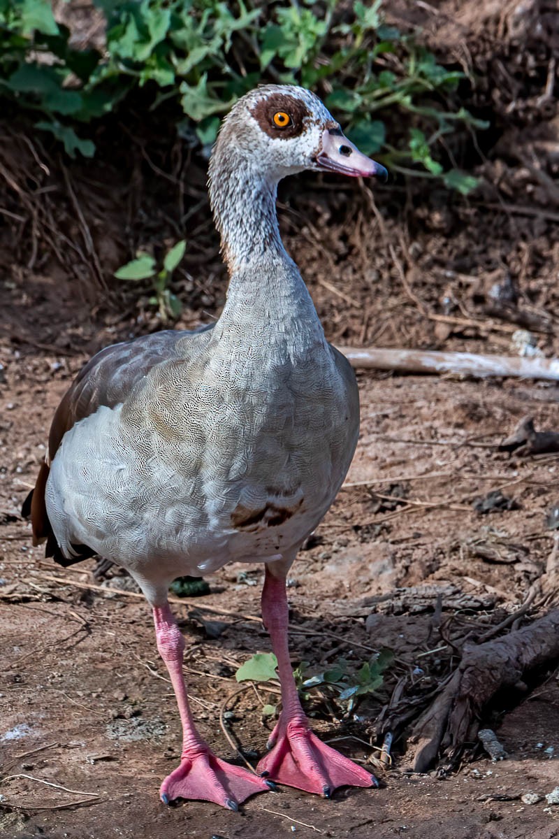 Egyptian Goose - Uday Agashe