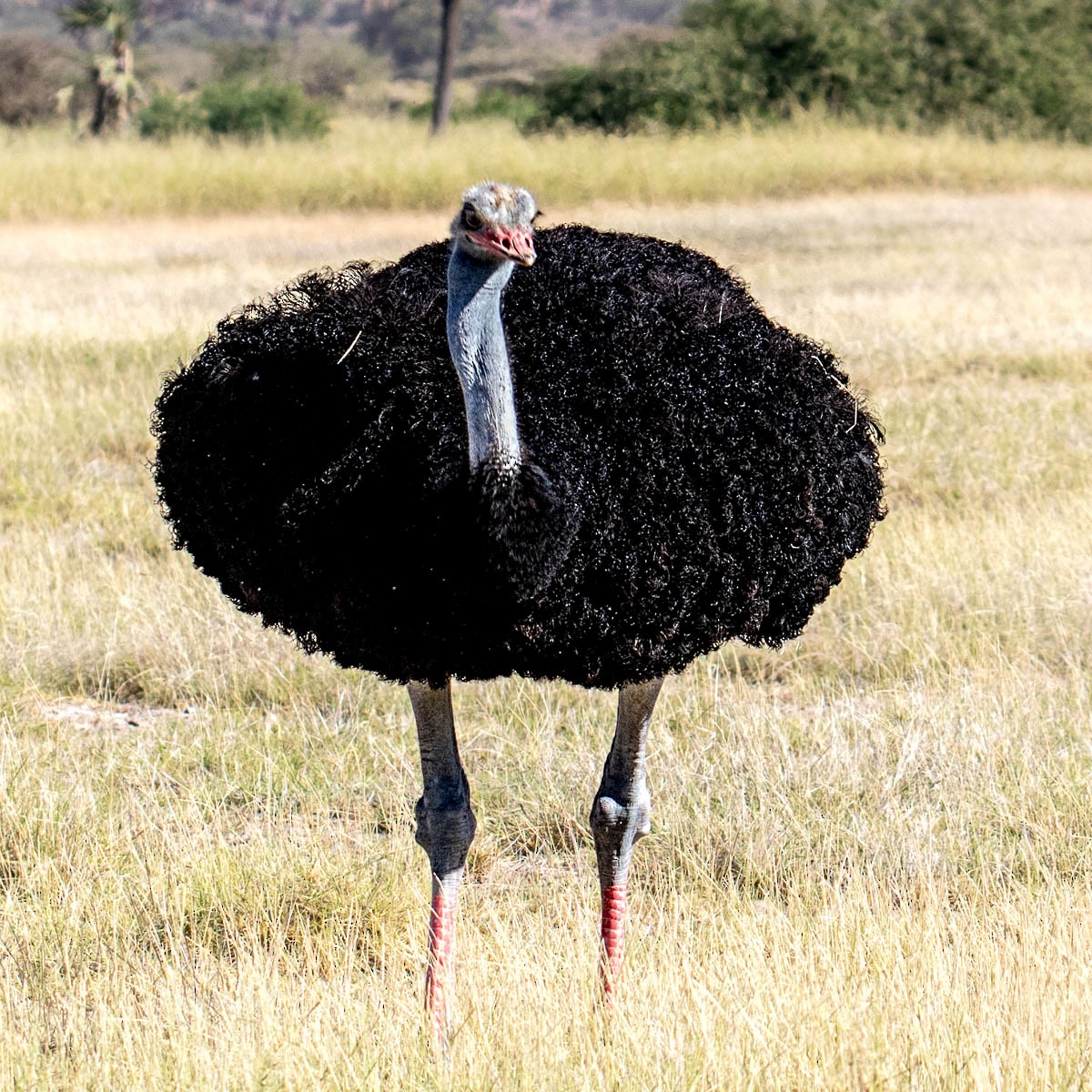 Somali Ostrich - ML254648221