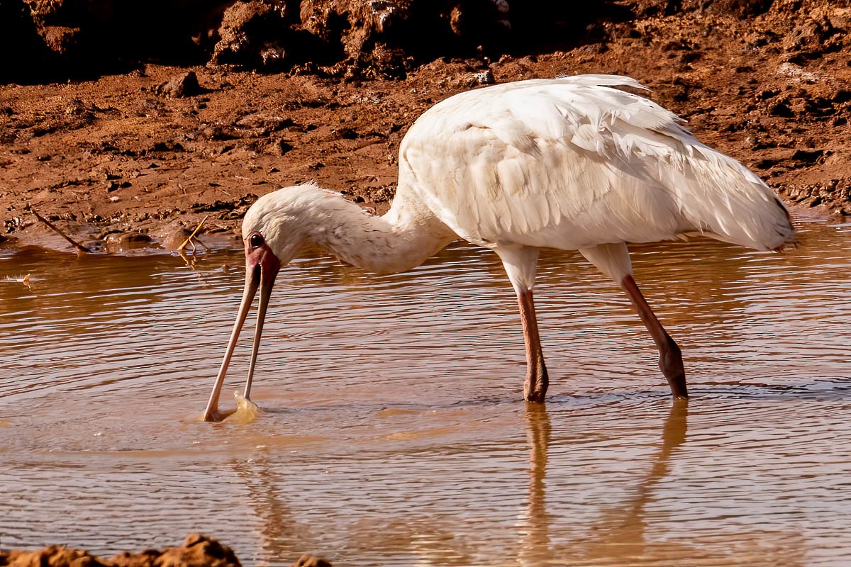 African Spoonbill - Uday Agashe