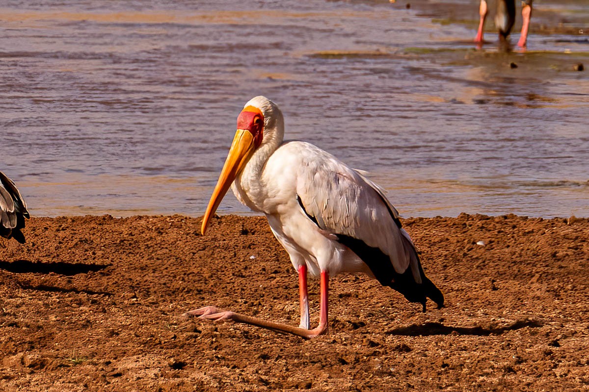Yellow-billed Stork - ML254649181
