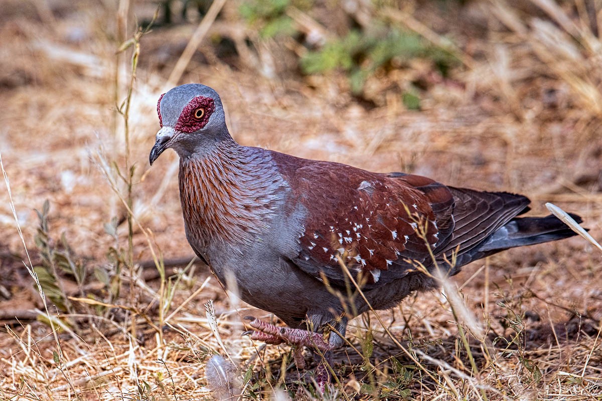 Speckled Pigeon - Uday Agashe