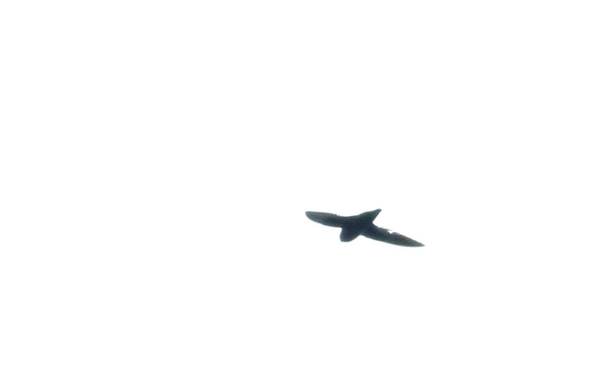 Gray-rumped Swift (occidentalis) - ML25465601