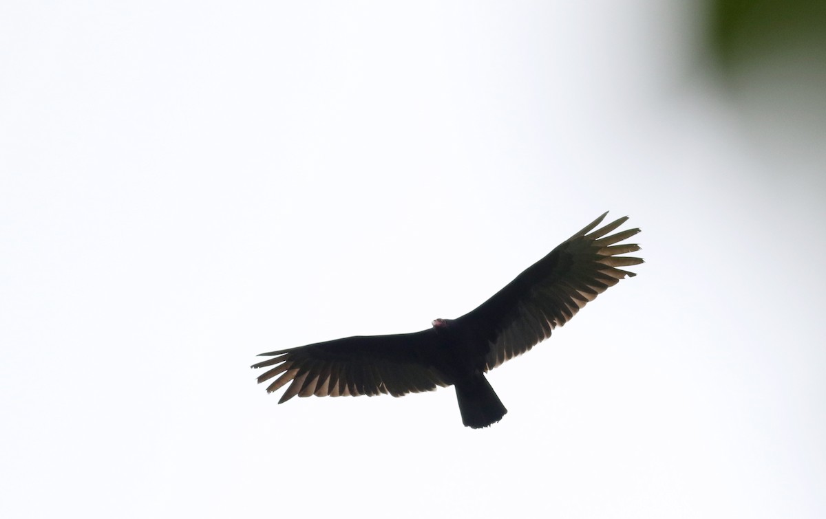 Turkey Vulture (South Temperate) - Jay McGowan