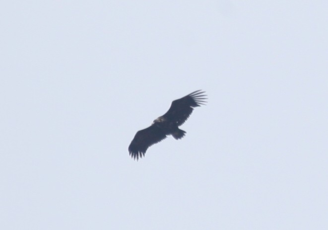 Cinereous Vulture - ML254658581