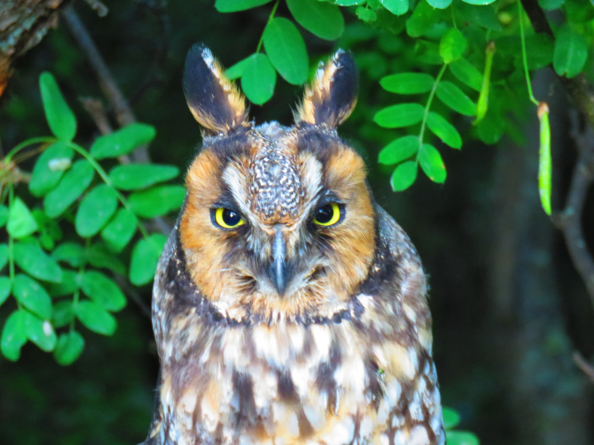 Long-eared Owl - J Watt