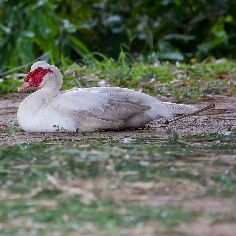 Muscovy Duck (Domestic type) - ML254662361