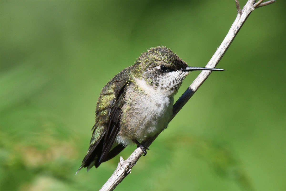 Ruby-throated Hummingbird - Jacob Crawford