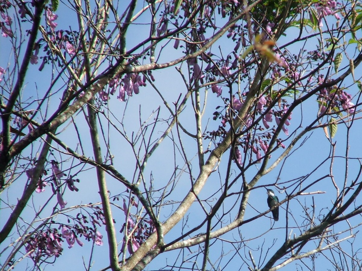 White-throated Hummingbird - Guilherme Lopes