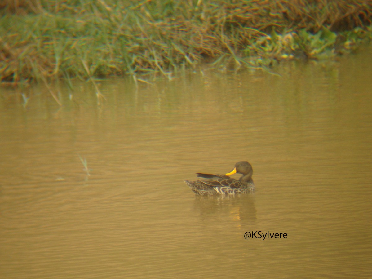 Yellow-billed Duck - ML254664671