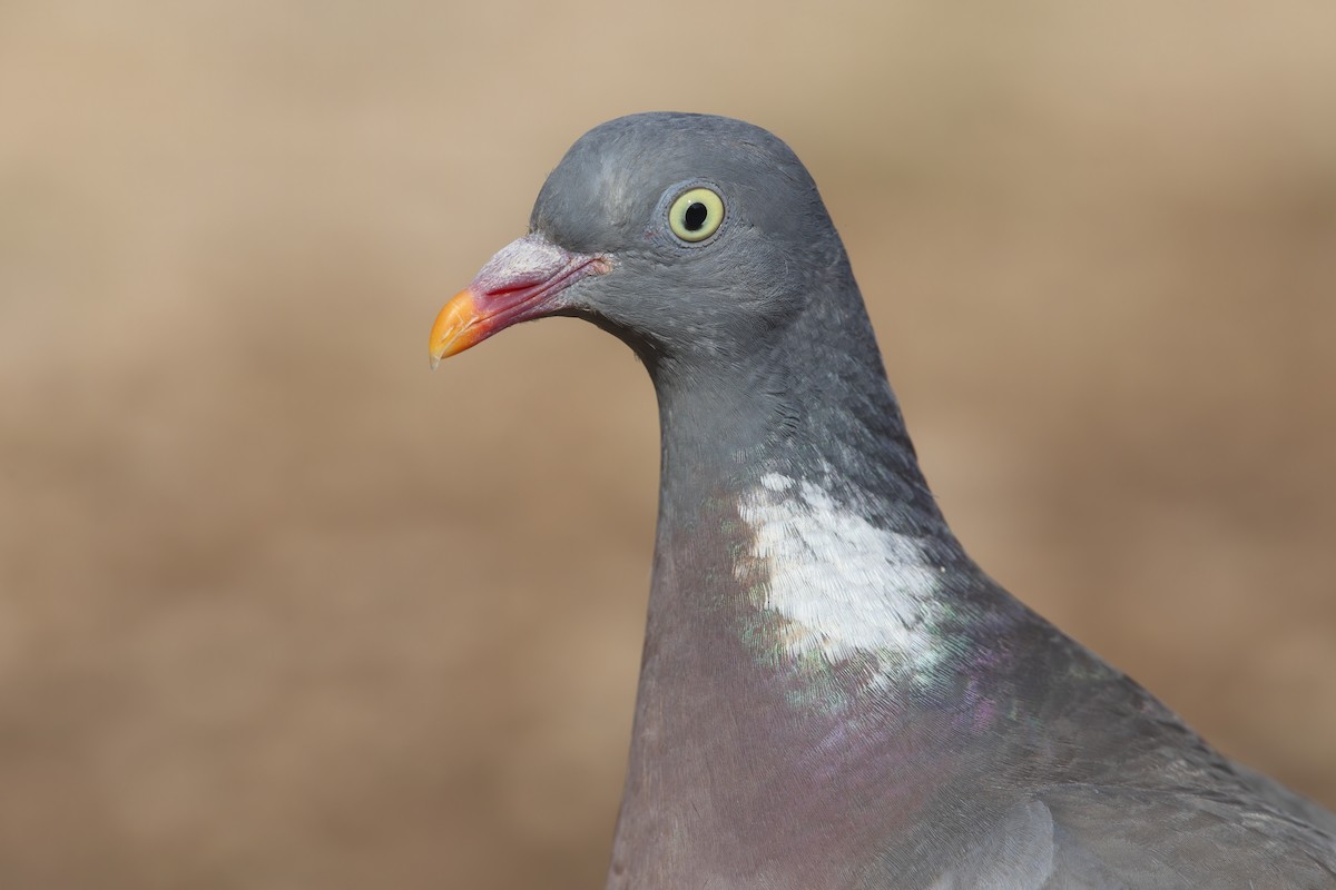 Common Wood-Pigeon - ML254666581