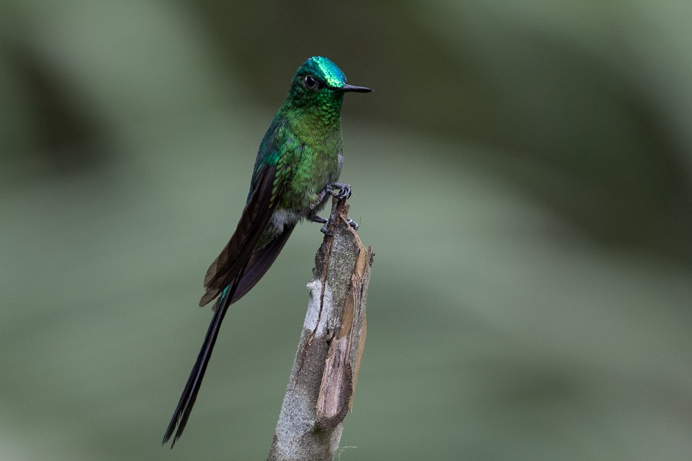 Long-tailed Sylph - ML25466731