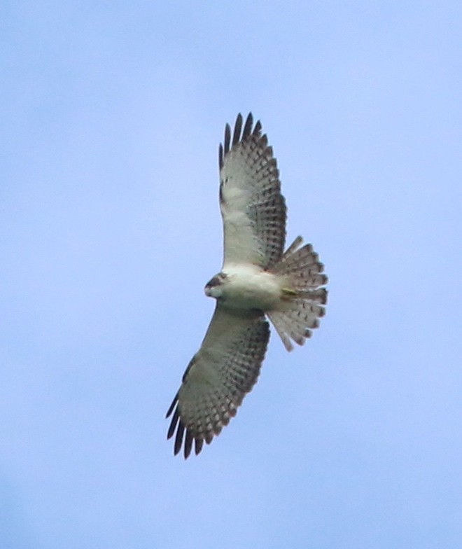 Short-tailed Hawk - Dave Czaplak