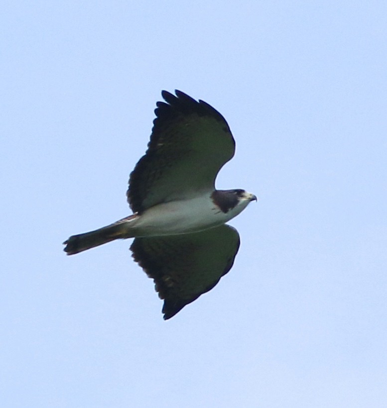 Short-tailed Hawk - Dave Czaplak