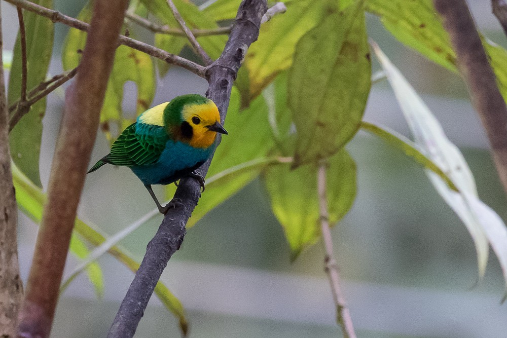 Multicolored Tanager - ML25467131