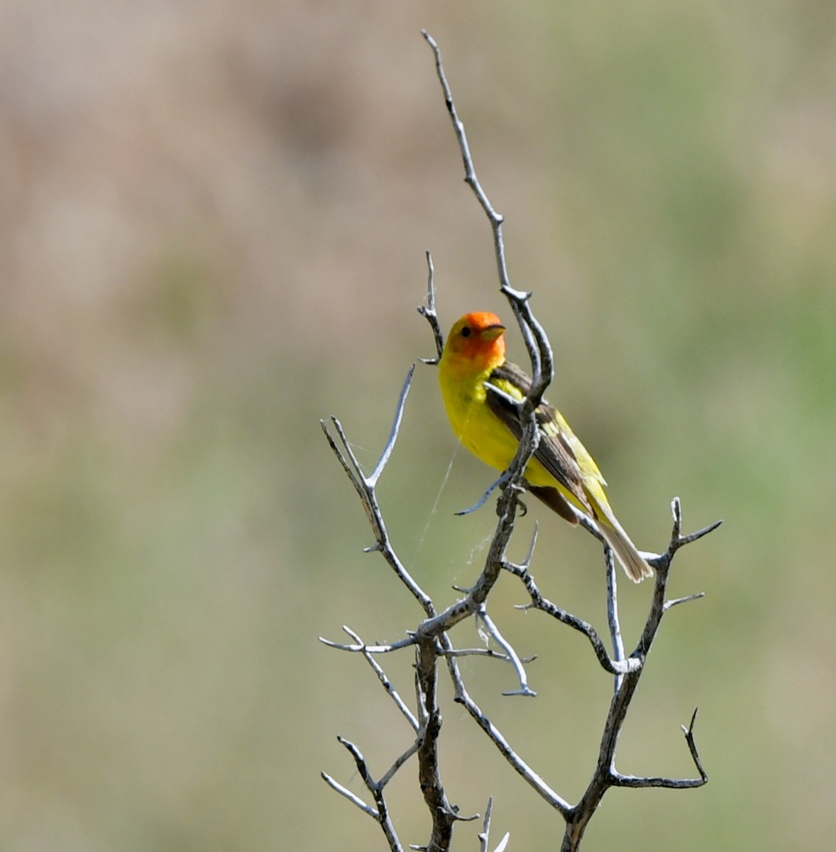 Western Tanager - ML254672211