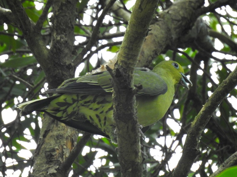 White-bellied Green-Pigeon - ML254677021