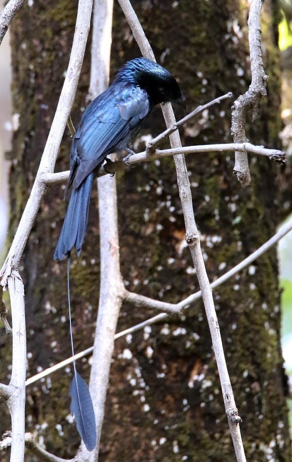 Lesser Racket-tailed Drongo - ML254684091