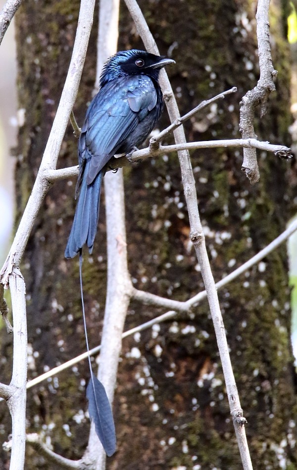 Lesser Racket-tailed Drongo - ML254684101