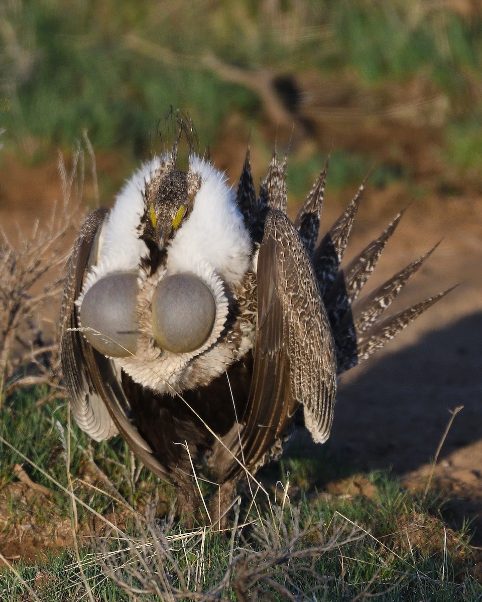Greater Sage-Grouse - ML254684871