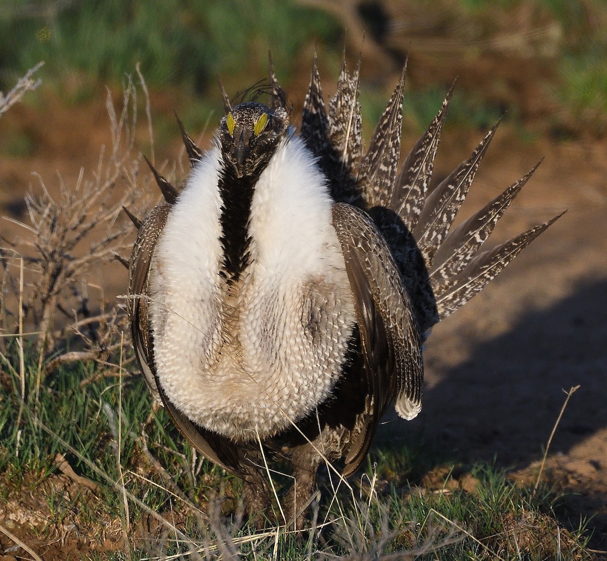 Greater Sage-Grouse - ML254684951