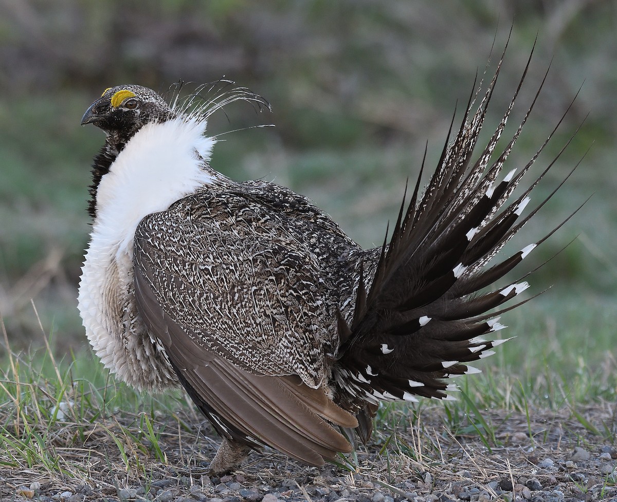 Greater Sage-Grouse - ML254685001