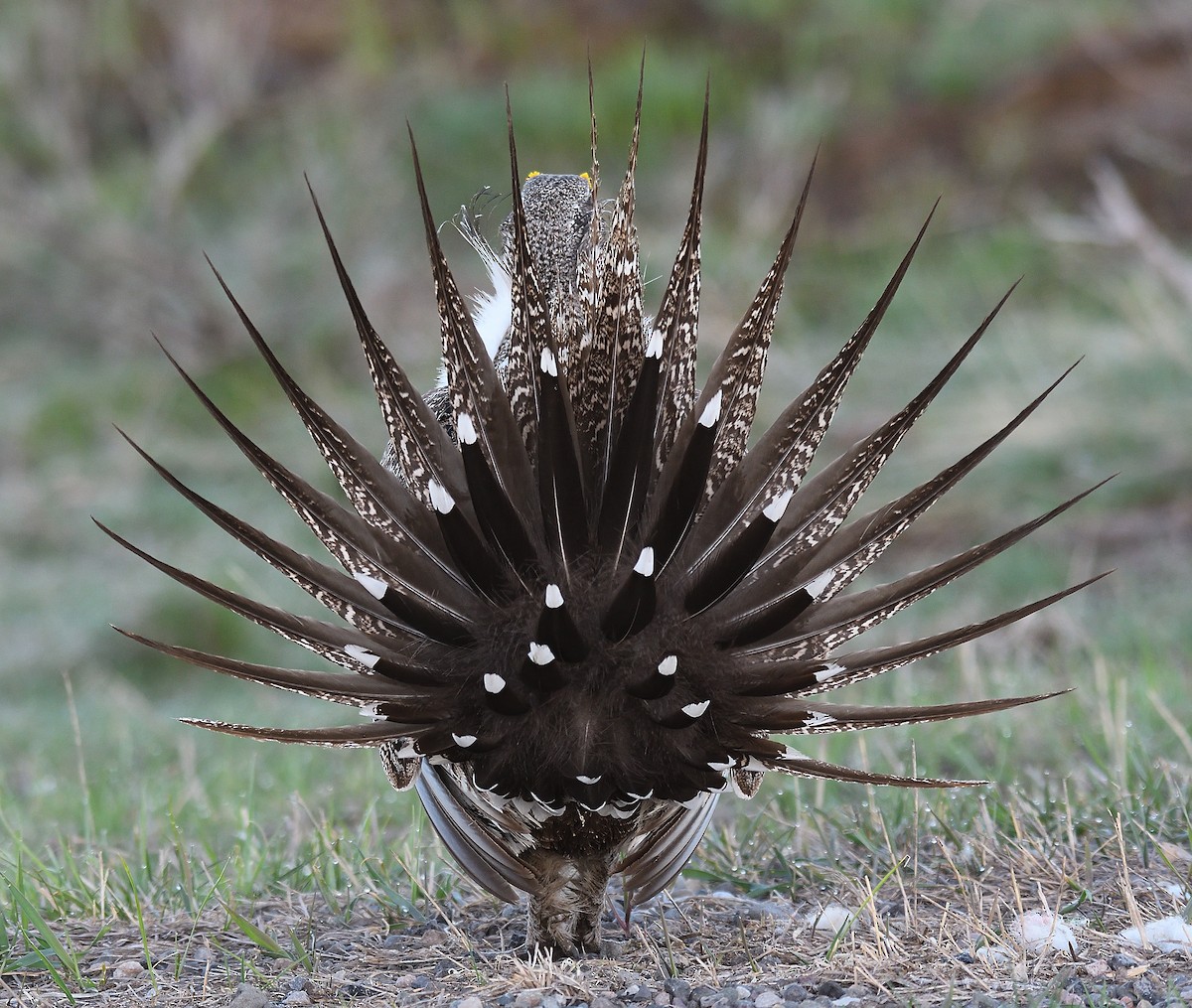 Greater Sage-Grouse - ML254685051