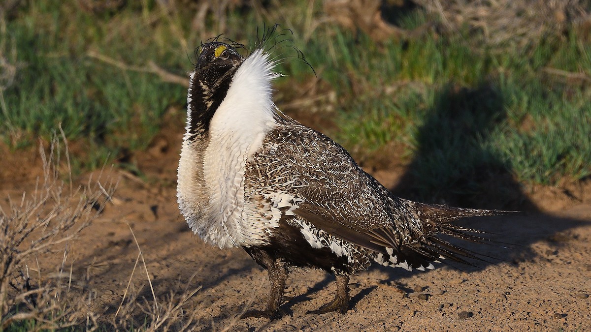 Greater Sage-Grouse - ML254685061