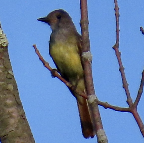 Great Crested Flycatcher - ML254685561