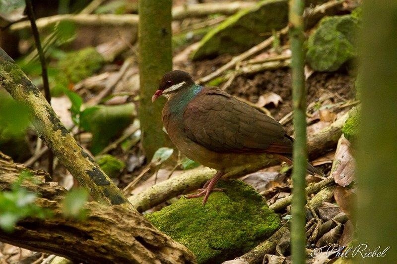 Bridled Quail-Dove - Pam Watters