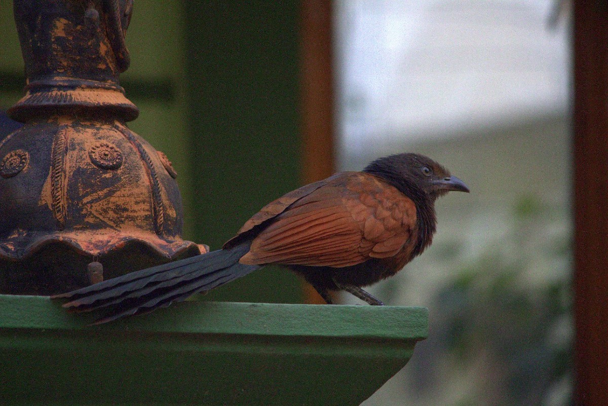 Greater Coucal - ML254689121