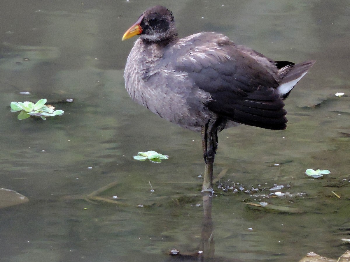 Red-fronted Coot - ML254689131