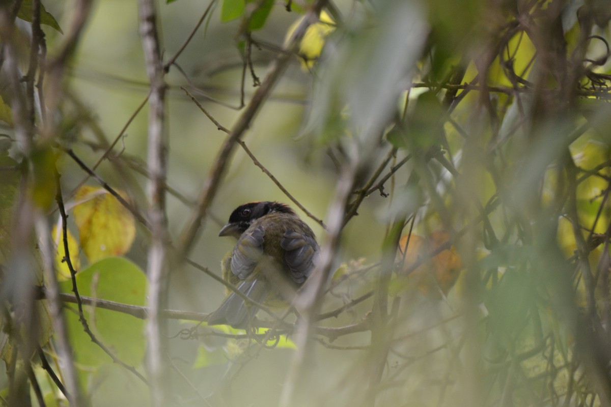 Moustached Brushfinch - ML254691701