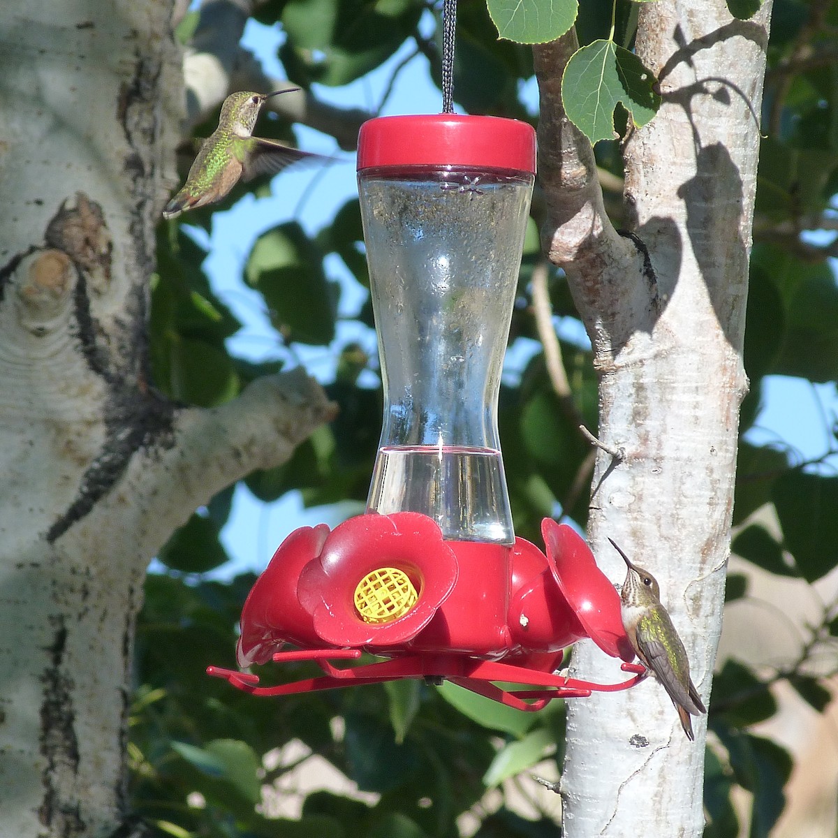 Rufous Hummingbird - ML254694261