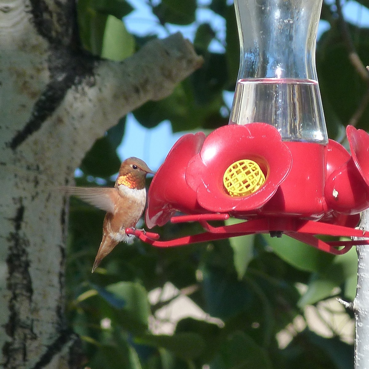 Rufous Hummingbird - ML254694401