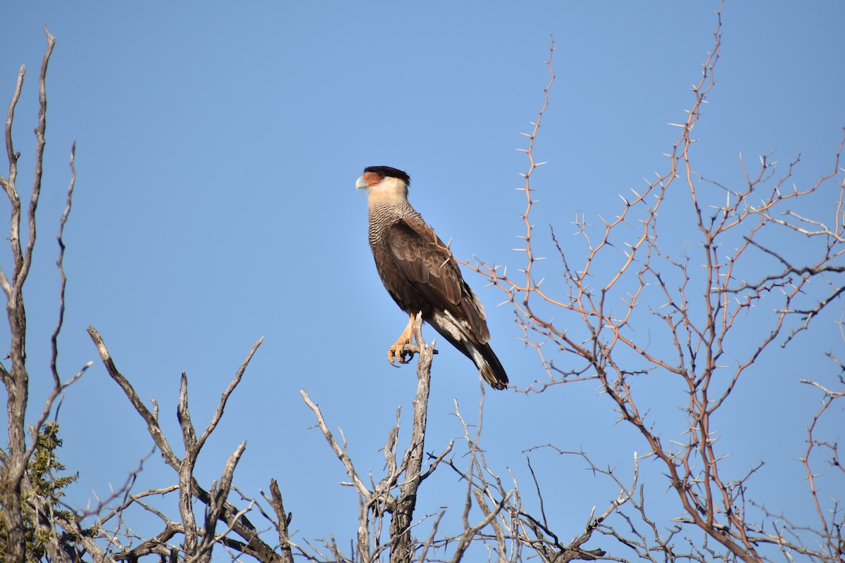 Crested Caracara (Southern) - ML254695771