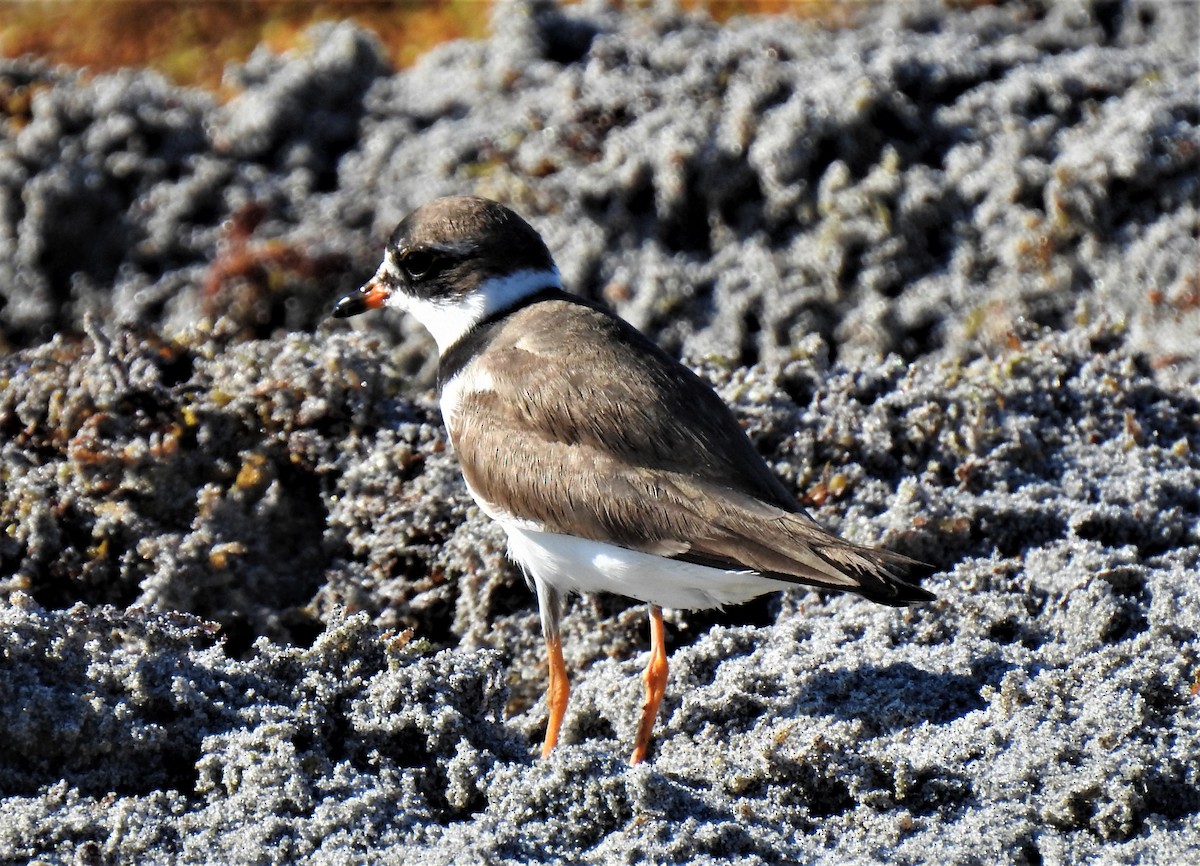Semipalmated Plover - ML254699171