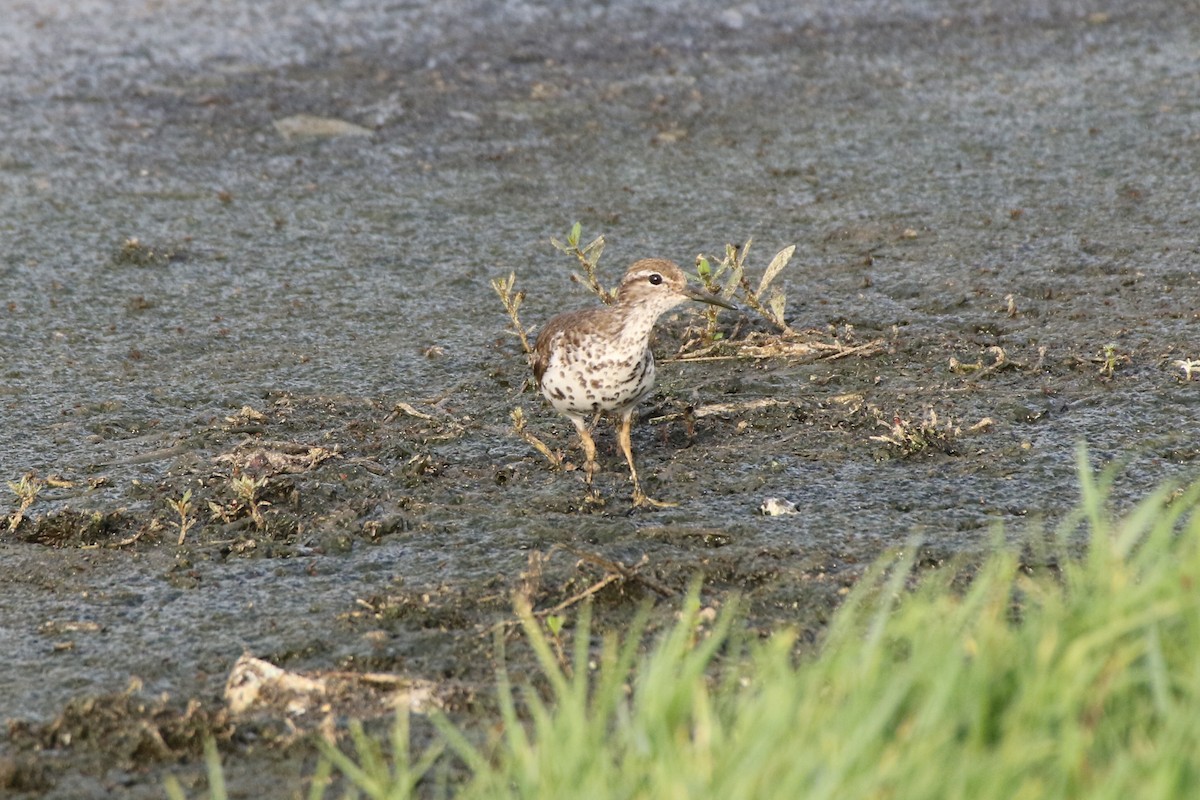 Spotted Sandpiper - Don Brode