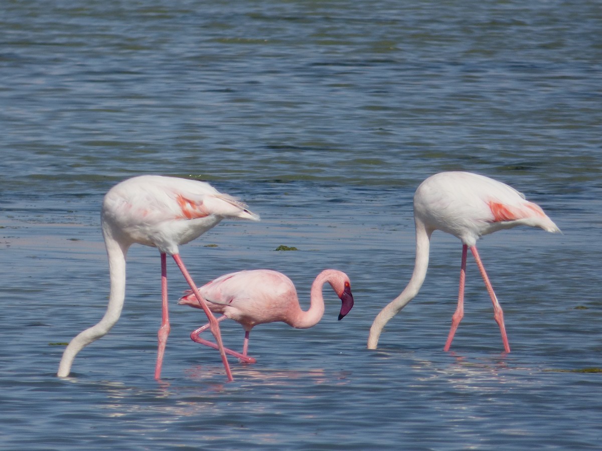 Lesser Flamingo - ML254708861