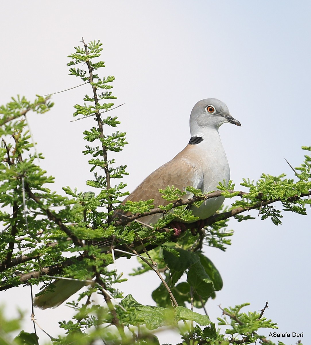 White-winged Collared-Dove - Fanis Theofanopoulos (ASalafa Deri)